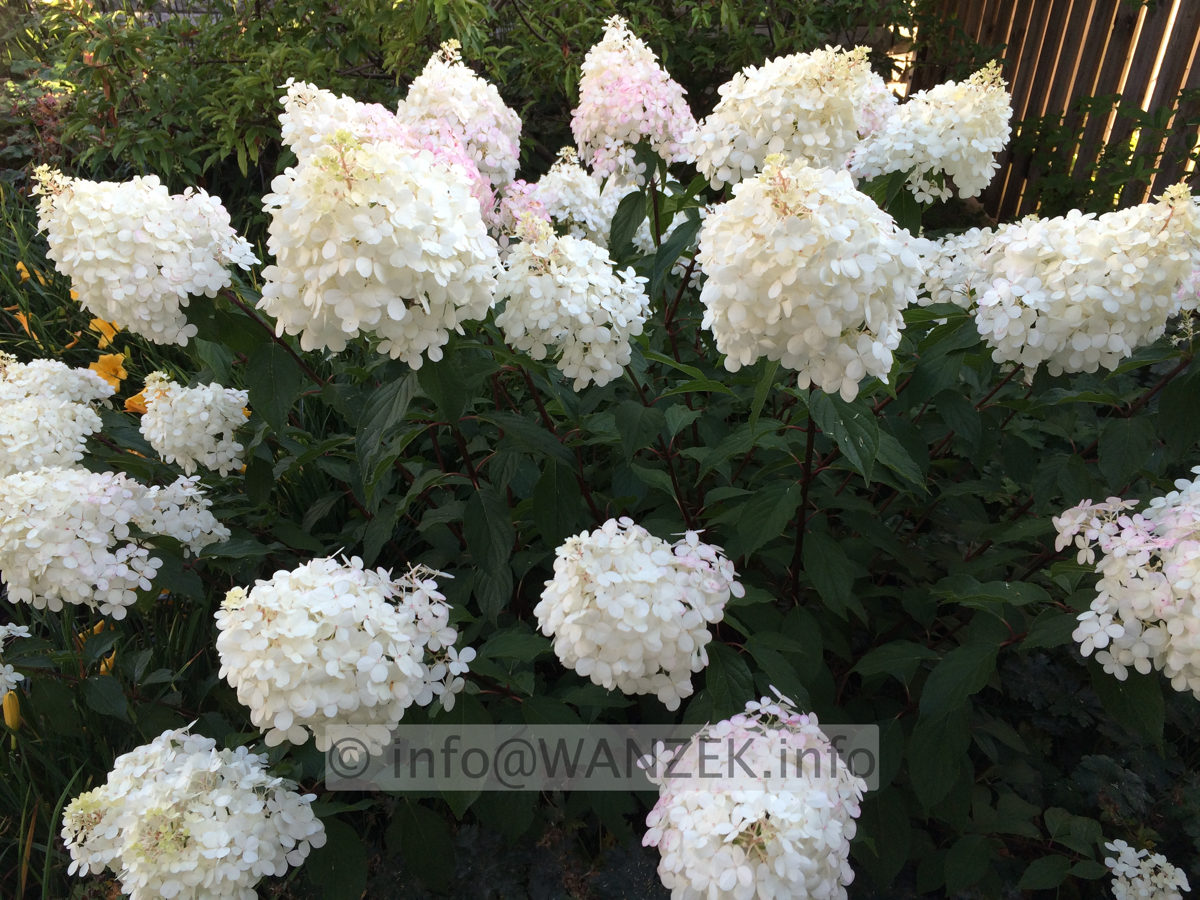 Hydrangea paniculata Vanilla Fraise 01 (Renhy) Solitaer.JPG